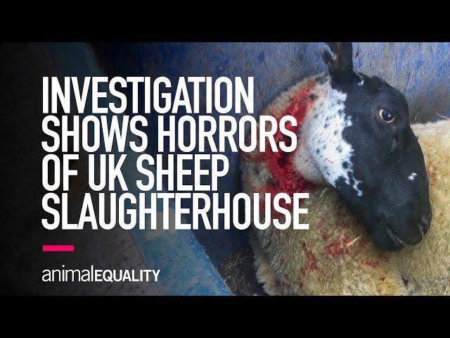 INVESTIGATION: Sheep Brutally Killed in UK Slaughterhouse