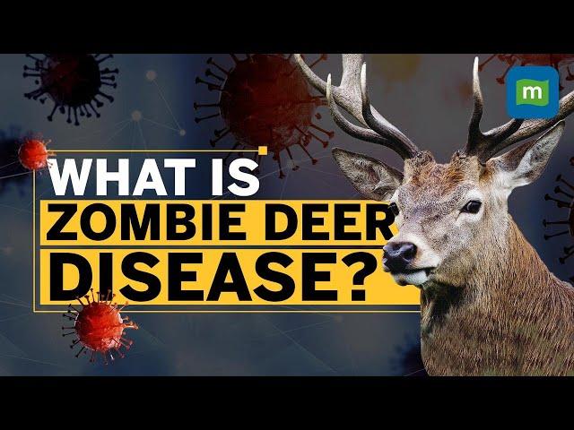 Zombie Deer Disease Outbreak Raises Concerns After COVID | Should You Worry?