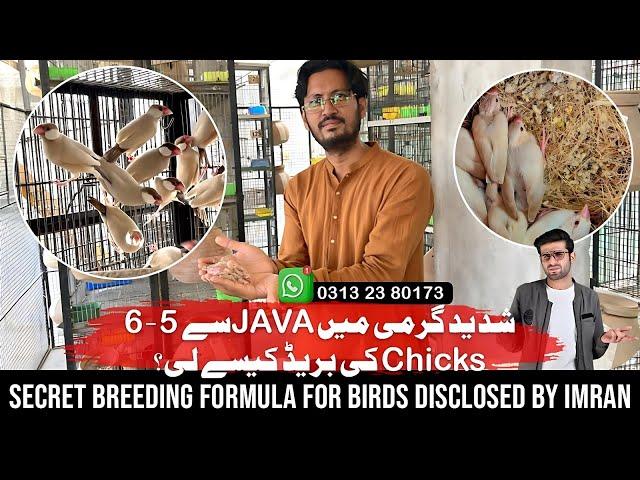 Perfect Breeding Setup for Imran Fawn Java & Doves – Formula for Success