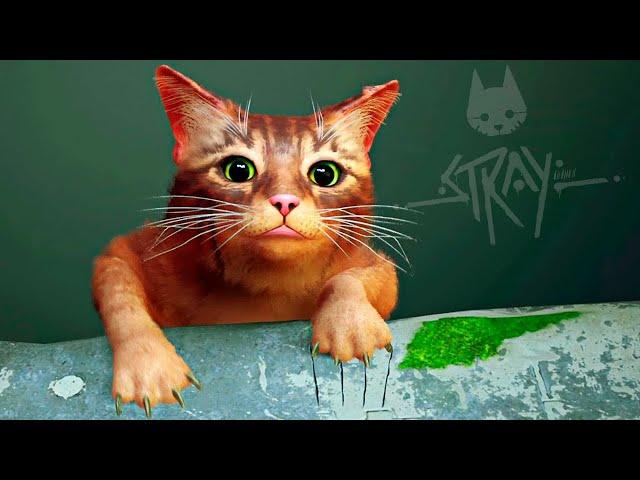 IT'S A PITY FOR PUSSYCAT! ► Stray #1