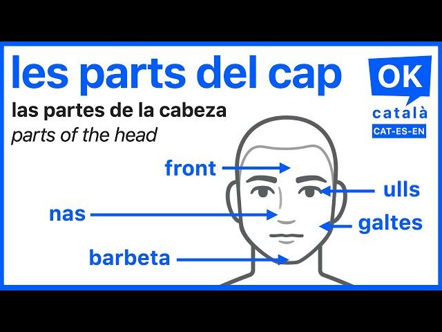 Les parts del cap | Las partes de la cabeza | OK CATALÀ | CAT-ES-EN