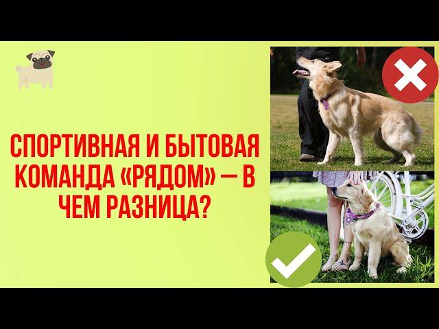 А вы знали разницу между спортивной и бытовой командой "Рядом? Советы и рекомендации кинолога