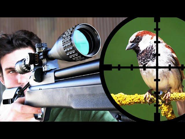 Pest Bird Hunting with .25 Air Rifle (SCOPE CAM)