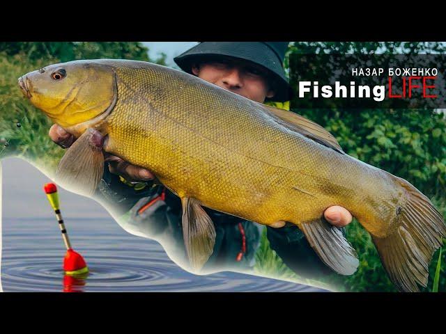 TENCH FISHING 2022 TROPHY tench