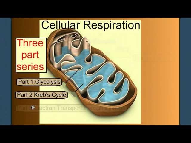 Cellular Respiration Part 1: Introduction & Glycolysis