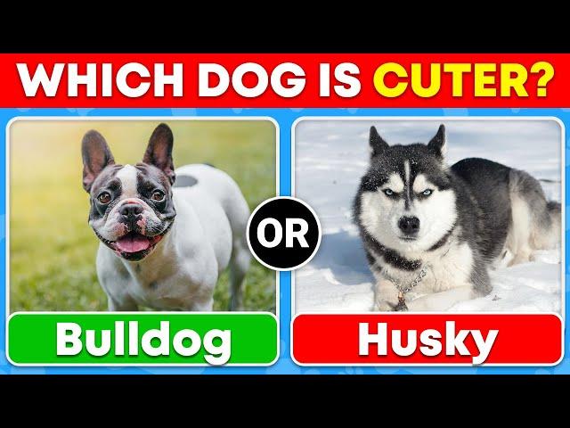 Which Dog Do You Prefer? (Cute Dog Edition)