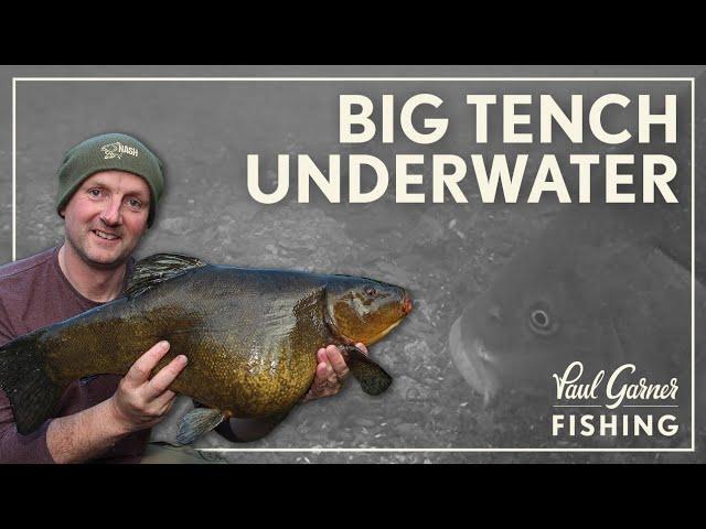 Tench Fishing: Underwater Secrets