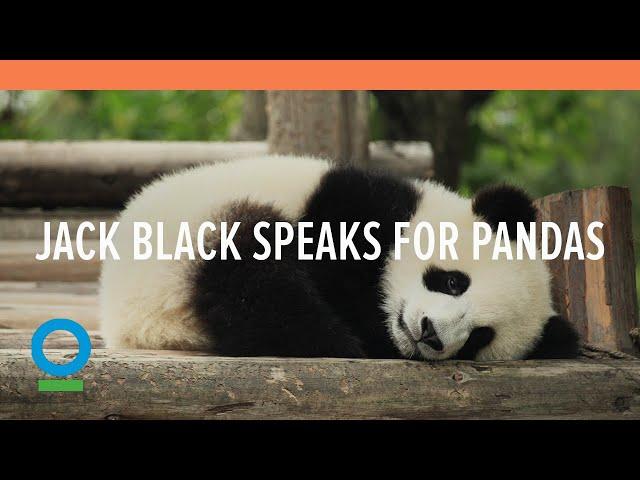 Jack Black Speaks for Pandas - Conservation International (CI)