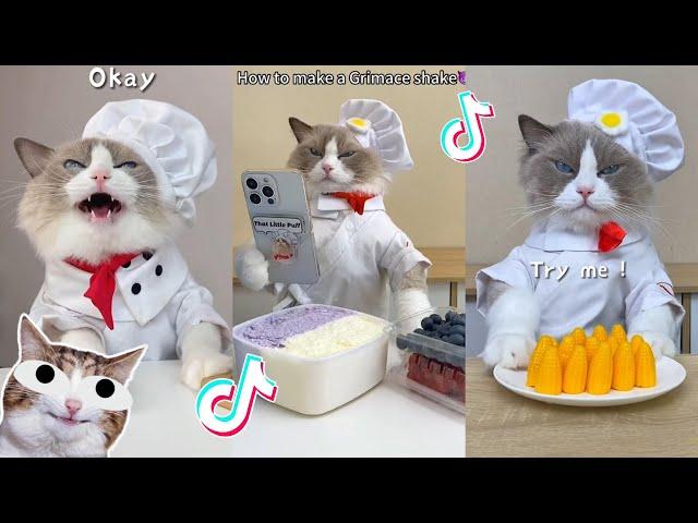 That Little Puff | Cats Make Food  | Kitty God & Others | TikTok 2024 #22