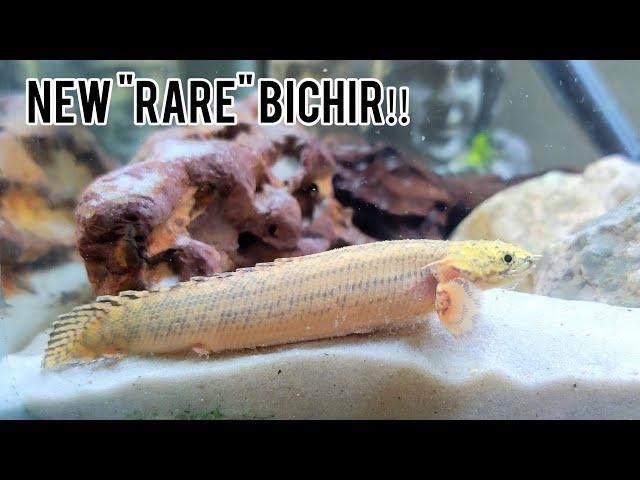 Unveiling Some of The Rarest Bichirs/ Polypterus Available‼️