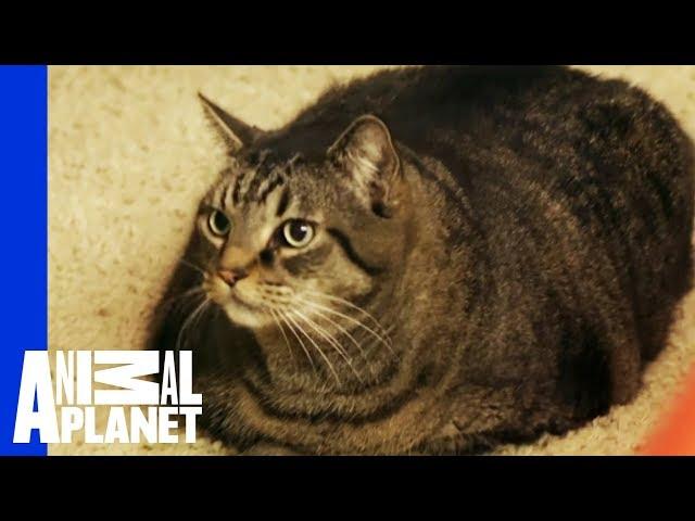 Beau Nugget The Cat Starts His Difficult Weight Loss Journey | My Big Fat Pet Makeover