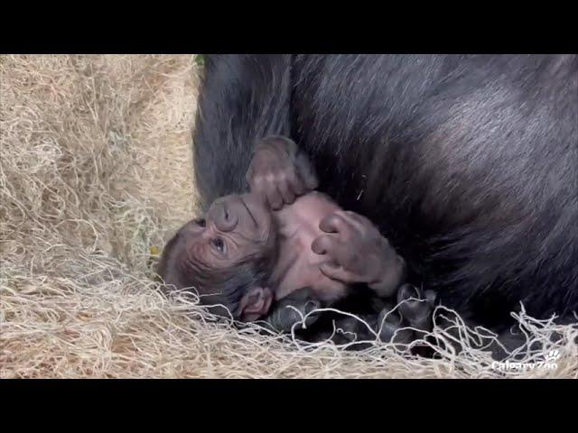 Western Lowland Gorilla Infant