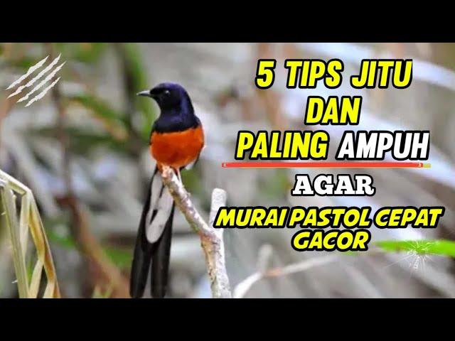 5 Tips Murai Pastol Agar Cepat Gacor, Cara Merawat Murai Pastol Agar Cepat Gacor #Tipsdfm