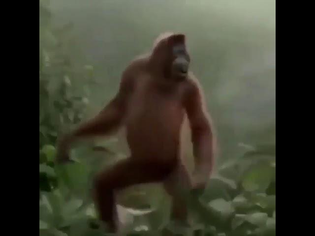 CONTROVERSIAL MONKE GONE WRONG 3:AM CHALLENGE