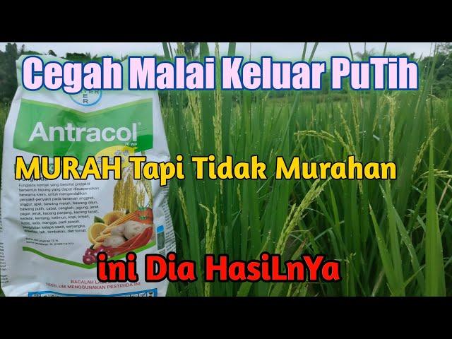 BULIR PADI MEMUTIH‼️INI CARA MENCEGAHNYA