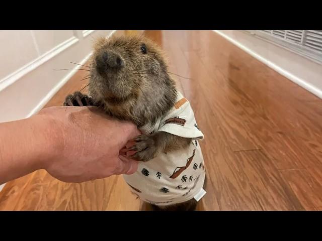 Woman Brought Home A Baby Beaver. Now They're Best Friends