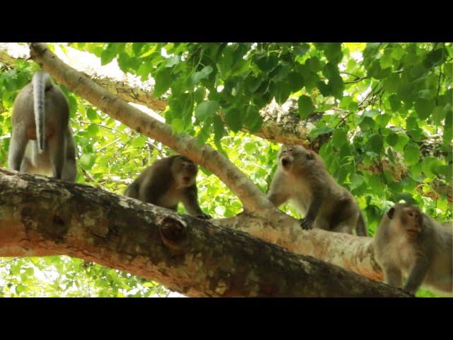 Monkey  Joey VS  Mak  And Aesop- Roy - Loki  Monkey  on Buddha Tree/Maz..170..Amber Monkey