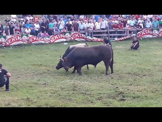 Medonja vl.Edin Praćalić vs Kobra vl.braća Tubić