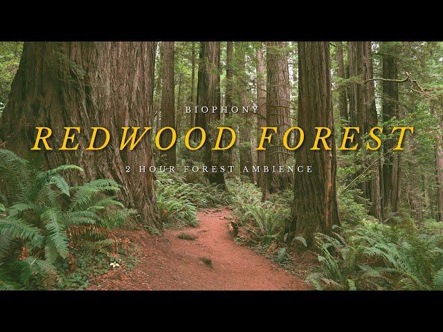Redwood Forest Soundscape | 4K virtual forest walk | relaxing nature sounds | background ambience |