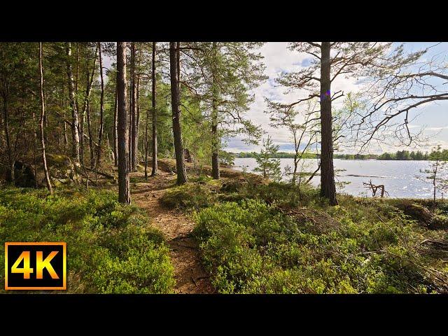 Virtual forest trail walk in beautiful Sweden - 4K Nature Walk Slow TV