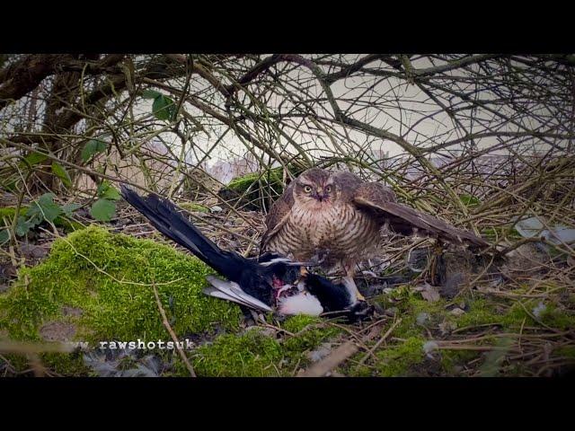 Sparrowhawk destroys magpie Skip to 2:10 & 3:50