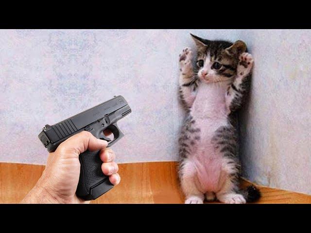 Funniest animals will make you laugh to tears 