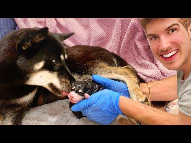 Helping My Pregnant Dog Give Birth To 7 Puppies!