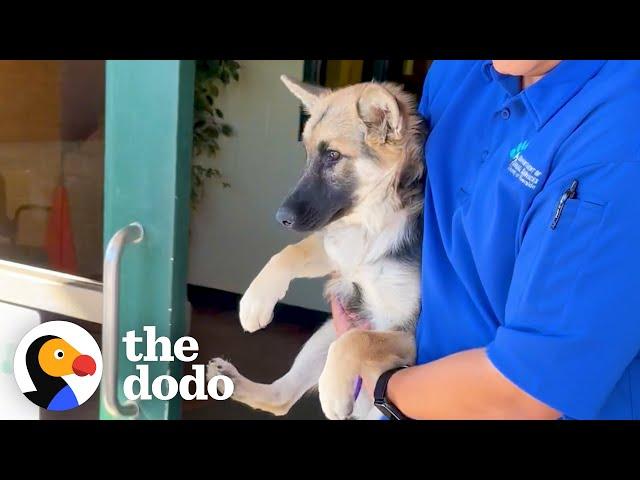 Terrified Puppy Completely Transforms When She Meets Another Dog | The Dodo