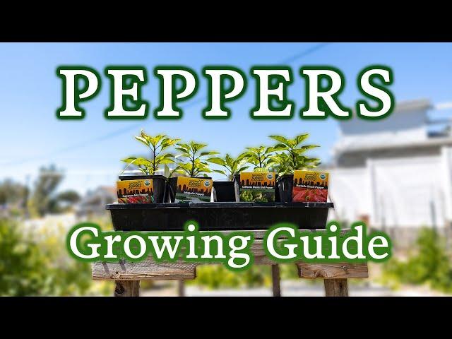 Potting Up Peppers Pro Tips & Getting Them Ready for Transplanting