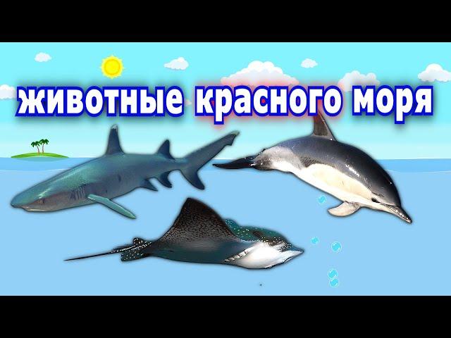 ПОДВОДНЫЙ мир | серия 4 | Морские животные КРАСНОГО моря. Развивающие мультики