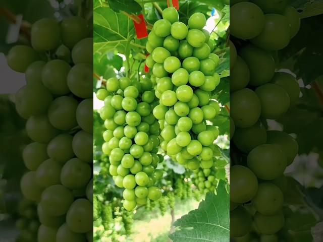 Green grape #music #jazz #instrumental #beats #animation #quotes #automobile #katabijakterbaru