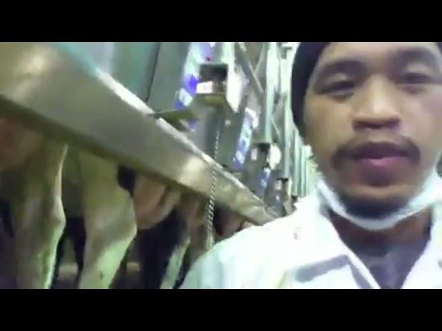 milking cows in Almarai Dairy Farm of Saudi Arabia