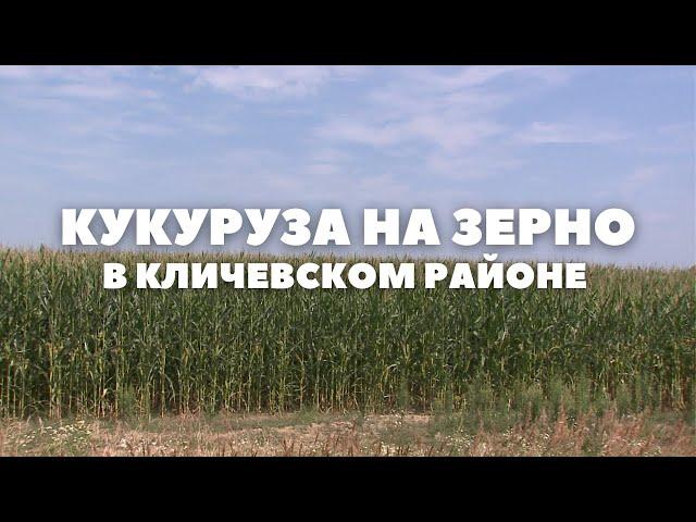 Кукуруза — виды на урожай