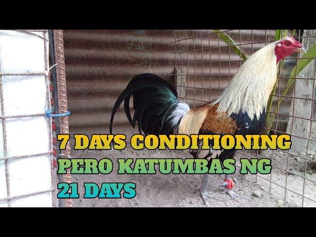 7 DAYS CONDITIONING NEW AND LATEST TYPES