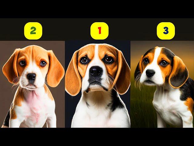 BEAGLE TYPES - 3 TYPES OF BEAGLES