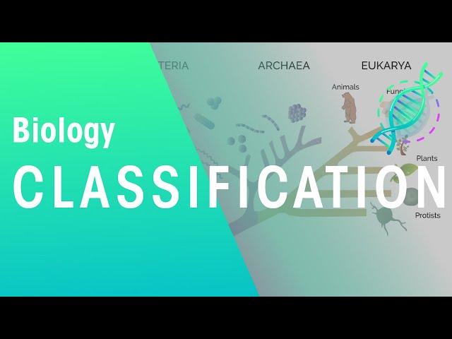 How Are Organisms Classified? | Evolution | Biology | FuseSchool