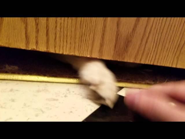 Door Game - husky puppies