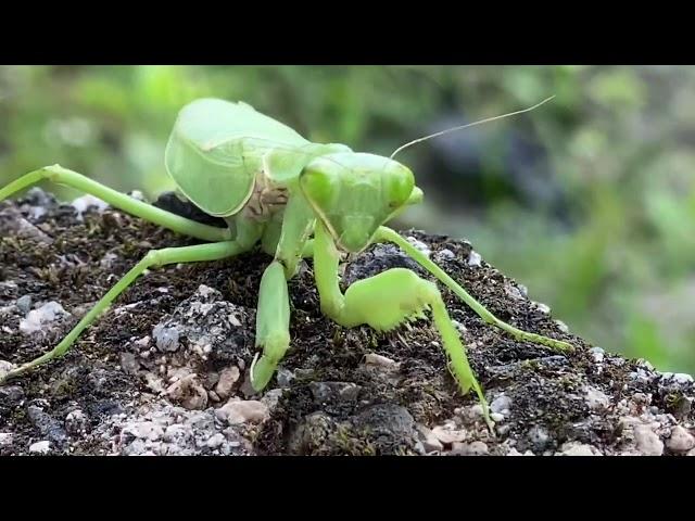 catch and observe the green mantis