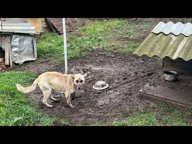 10 Years Chained Dog has Most Heartbreaking Reaction on Being Rescued