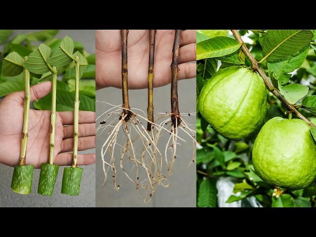 How to propagate guava tree from cuttings! Ready to grow your ownguava tree at home?