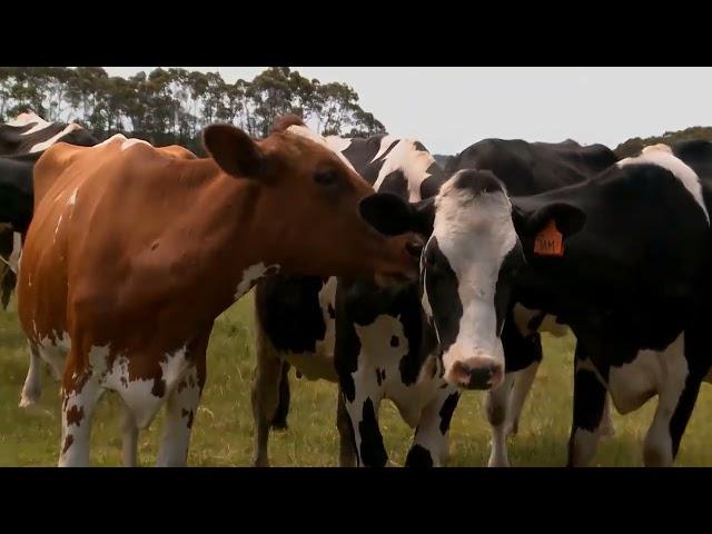 Heat detection methods to maximise dairy cow fertility