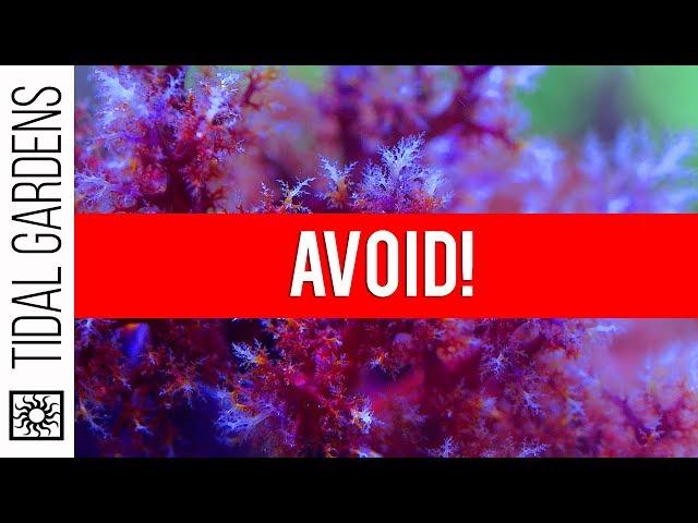 The Top 5 Corals to AVOID