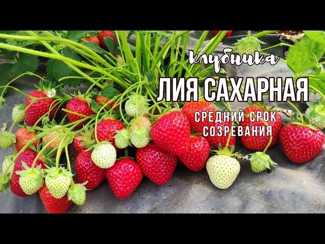 Лия сахарная на открытом грунте. сорт КСД.