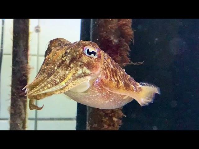 European common cuttlefish - Sepia officinalis