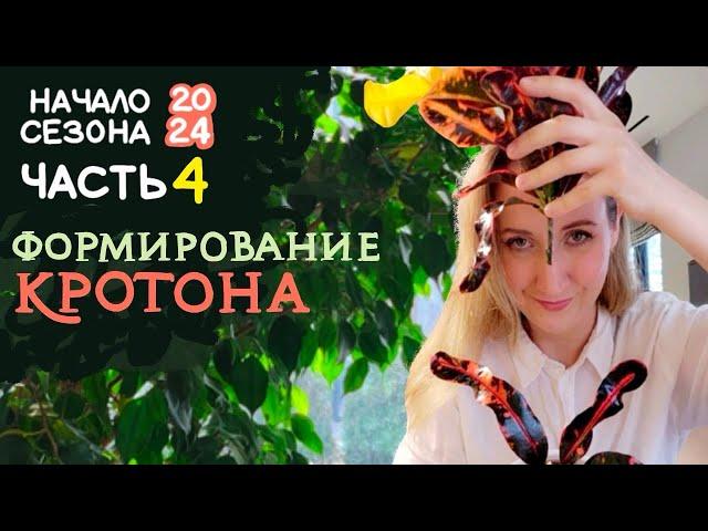 Формирую КРОТОН |  Черенкование, пересадки, эксперименты |  Начало сезона 2024  |  ЧАСТЬ 4