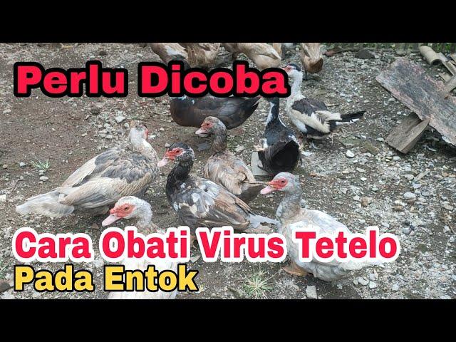 Cara Mengobati Virus Tetelo pada Entok