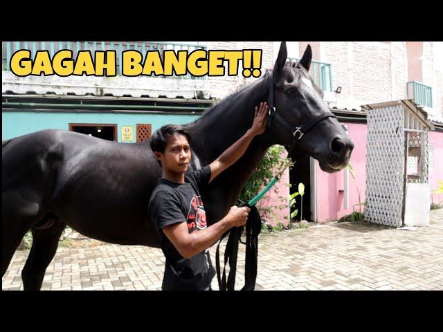 REVIEW HARGA KUDA THOROUGHBRED JANTAN WARNA HITAM MANIS IMPORT DARI AUSTRALIA