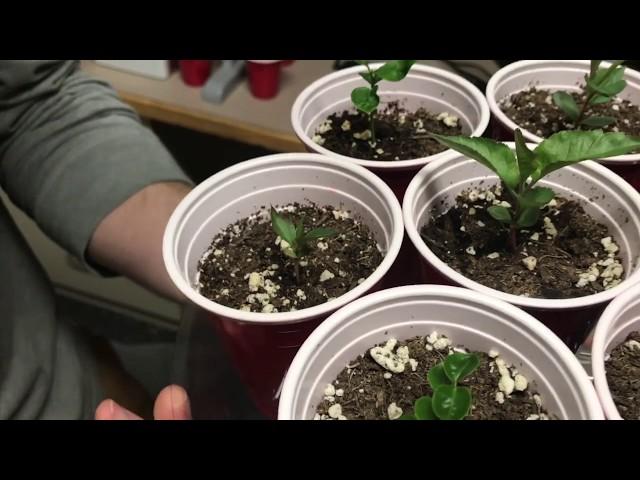 How to Care for Your Apple Seedlings