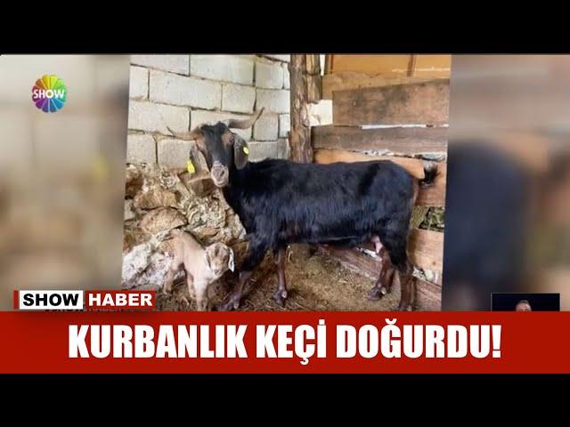 Kurbanlık keçi doğurdu!