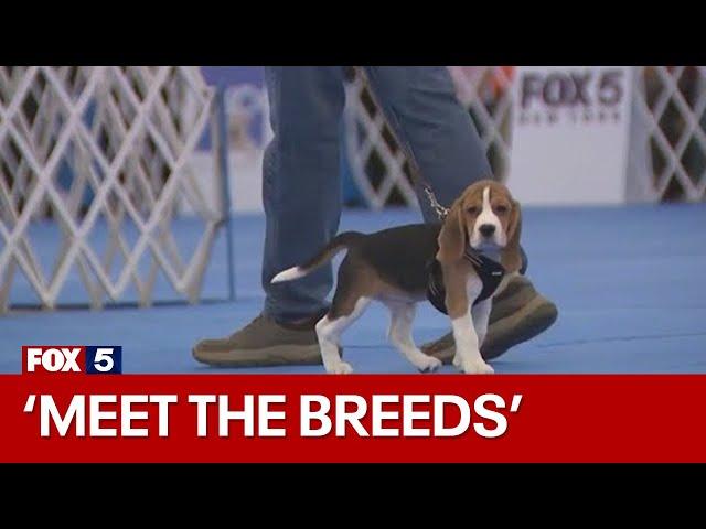 'Meet the Breeds' 2024